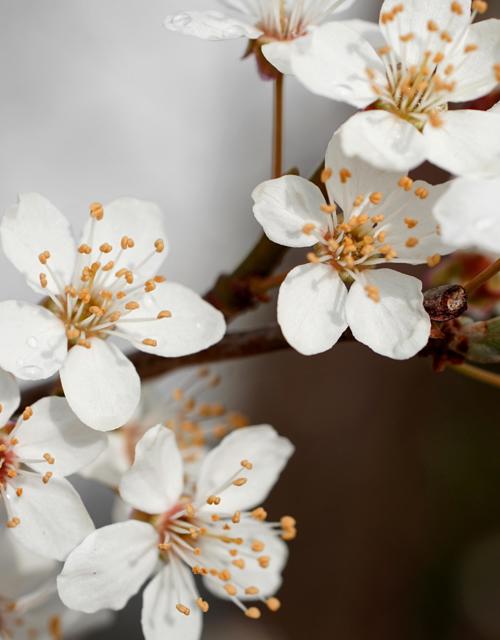 jhenning-flowers-6932317.jpg